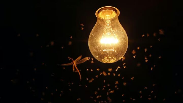 راز جذب حشرات به چراغ‌ها چیست؟