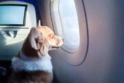 «سگ» مانع فرود هواپیمای پویا در باند فرودگاه مهرآباد شد