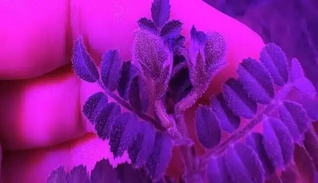 کشت نخود در خاک ماه برای اولین بار کشت نخود در خاک ماه برای اولین بار