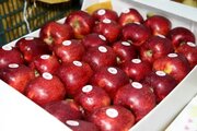 افزایش ۱۵ درصدی صادرات سیب در کشور