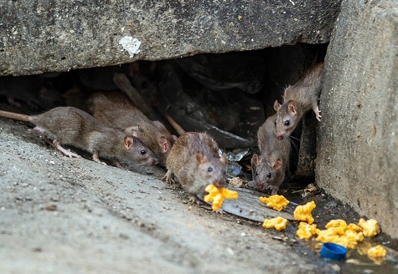 تشریح اقدامات صورت گرفته برای جلوگیری از افزایش موش‌ها در پایتخت