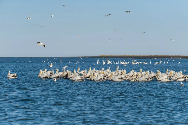 میزبانی ایران از 5 درصد پرندگان مهاجر میزبانی ایران از 5 درصد پرندگان مهاجر