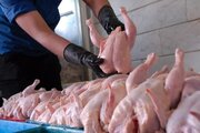 ذخیره‌سازی ۵ میلیون قطعه مرغ گرم برای ایام عید در لرستان