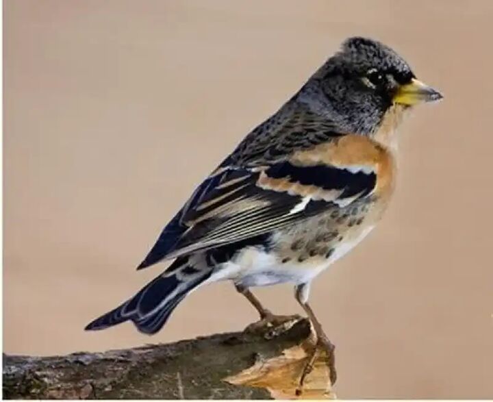 اولین مشاهده سهره سرسیاه در قزوین اولین مشاهده سهره سرسیاه در قزوین