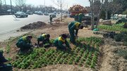 کاشت بیش از هزار و ۶۰۰ اصله درخت و درختچه در عرصه‌های فضای سبز