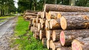 متلاشی شدن ۳ باند بزرگ قاچاق چوب در مازندران