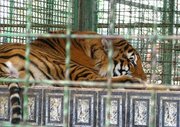 ببر ۱۱ ساله ‌باغ وحش مشهد تلف شد