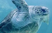 مصرف گوشت لاک‌پشت دریایی در تانزانیا ۸ نفر را به کام مرگ کشاند