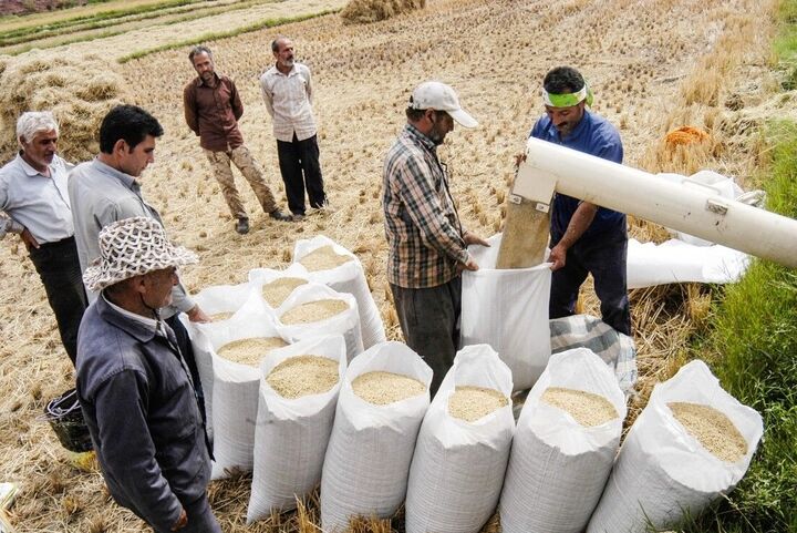 آغاز خرید توافقی برنج شمال با قیمت ۷۵۰ هزار ریال  آغاز خرید توافقی برنج شمال با قیمت ۷۵۰ هزار ریال