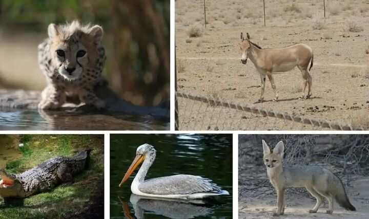 نصب پوستر ۱۴ گونه در حال انقراض کشور در مترو  نصب پوستر ۱۴ گونه در حال انقراض کشور در مترو