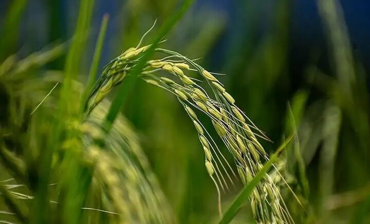 شالیکاران مازندرانی فعلا نشاکاری نکنند شالیکاران مازندرانی فعلا نشاکاری نکنند