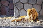 حیوانات مهم باغ وحش مشهد در حال تلف شدن / سازمان حفاظت از محیط زیست چه اقداماتی خواهد کرد؟