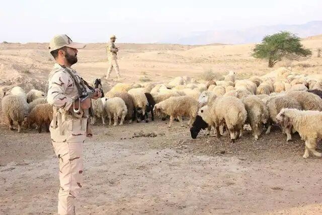 کشف ۱۴۲ راس دام قاچاق در سبزوار کشف ۱۴۲ راس دام قاچاق در سبزوار