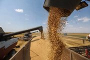 بیش از ۱۳۰ هزار تن گندم در مازندران ذخیره شد