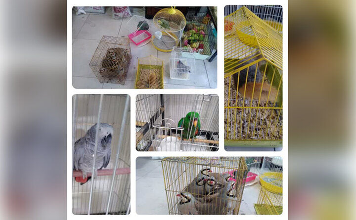 کشف و ضبط سنجاب، کبک و طوطی های غیرمجاز در کرج کشف و ضبط سنجاب، کبک و طوطی های غیرمجاز در کرج