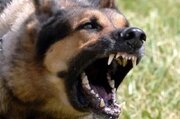 یک قلاده سگ ولگرد در شهرهای اشکذر و زارچ یزد ۱۶ نفر را راهی بیمارستان کرد