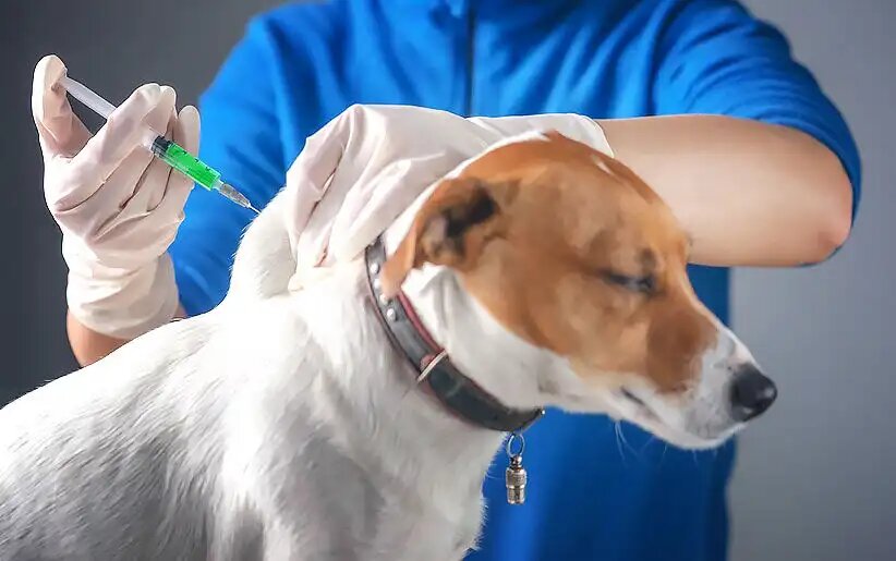 یک هزار و ۵۳۷ قلاده سگ در خدابنده علیه هاری واکسینه شدند