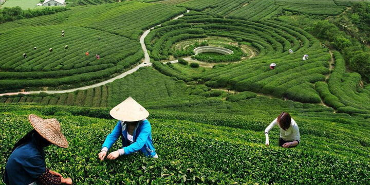 سازمان چای آماده انعقاد قرارداد خرید برگ سبزچای است سازمان چای آماده انعقاد قرارداد خرید برگ سبزچای است