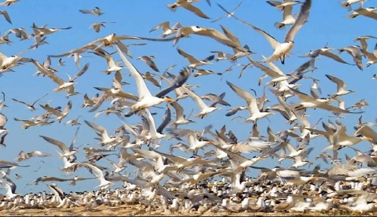 مهاجرت یک میلیون بال پرنده تابستان‌گذران به مازندران