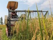 پیش‌بینی تولید ۱.۵ میلیون تُن برنج در مازندران