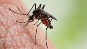 پیشتازی ایران در منطقه در تشخیص مالاریا