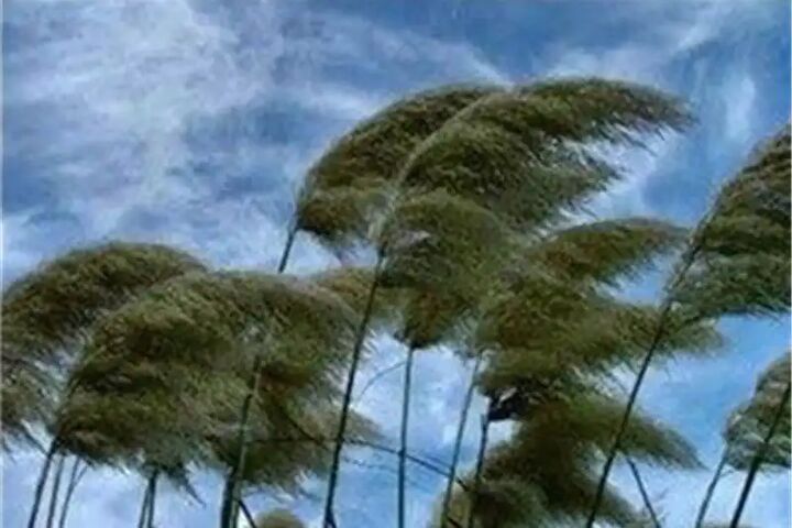 وزش باد شدید و خیزش گردوخاک در استان بوشهر