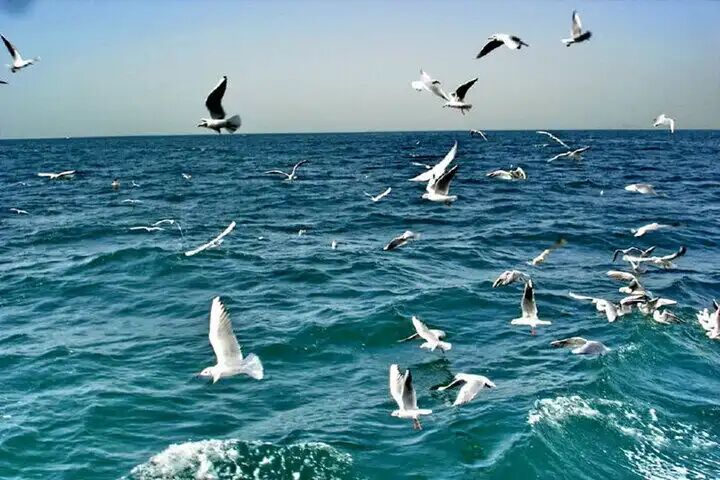 هشدار دریایی در گیلان صادر شد هشدار دریایی در گیلان صادر شد