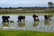 تصاویر/ نشاکاری برنج در گیلان