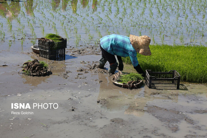 نشاکاری برنج در گیلان
