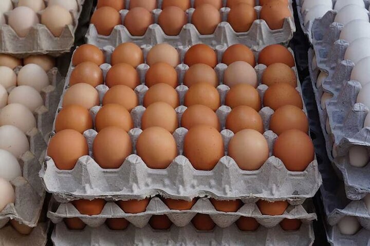 قیمت تخم مرغ دوباره اوج گرفت