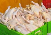 صادرات مرغ برای نخستین بار ‌انجام شد