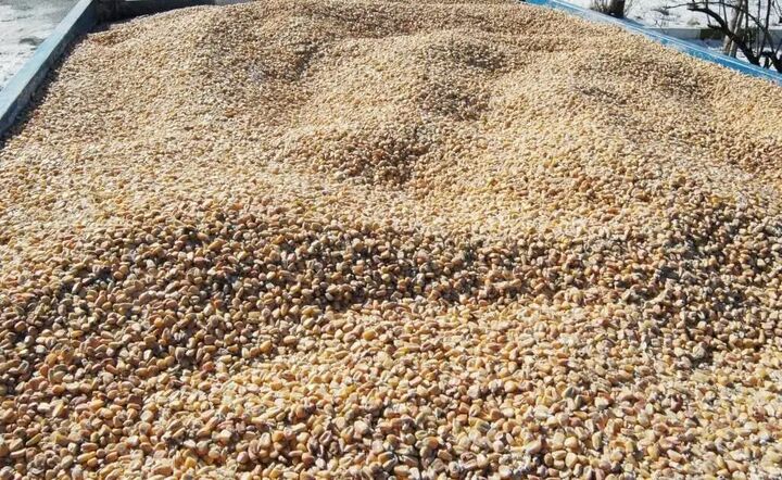 ارسال ۲ میلیون تن نهاده دامی به استانها در سال گذشته ارسال ۲ میلیون تن نهاده دامی به استانها در سال گذشته