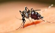 زیست بوم پشه آئدس در ایران از مالاریا بیشتر است