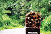 عامل قطع درختان در جنگل مازندران دستگیر شد