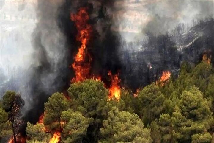 بیش از ۲۸۰ هکتار از جنگل‌های خوزستان در آتش سوخت