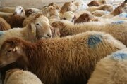واکسیناسیون ۸۰۰ هزار رأس گوسفند در همدان