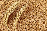 تولید ۹۸ درصد بذر مورد نیاز اراضی کشاورزی در داخل کشور