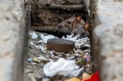 سیر تا پیاز ماجرای افزایش خطرناک موش‌ها در تهران