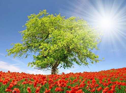 مادر شهیدان والامقام «خانبابایی» در مراغه به فرزندان شهیدش پیوست مادر شهیدان والامقام «خانبابایی» در مراغه به فرزندان شهیدش پیوست