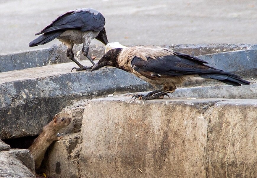سیر تا پیاز ماجرای افزایش خطرناک موشها در تهران