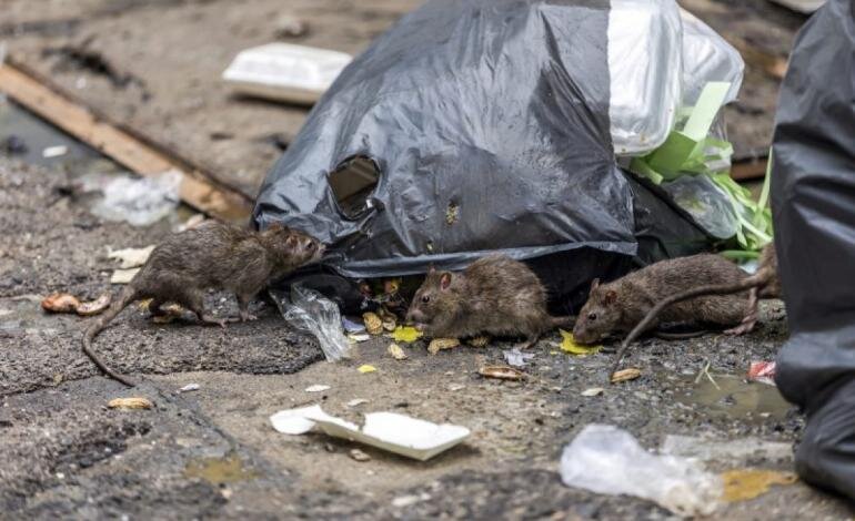 سیر تا پیاز ماجرای افزایش خطرناک موشها در تهران