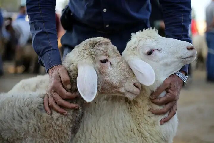 ساعت فعالیت مراکز عرضه بهداشتی دام برای عید قربان  ساعت فعالیت مراکز عرضه بهداشتی دام برای عید قربان