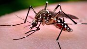 تهدید اروپا با بیماری‌های منتقله از پشه