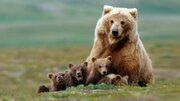مشاهده همزمان ۲ قلاده خرس قهوه‌ای در ارتفاعات جنگلی ‌گیلان