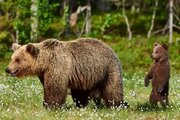 نجات یک فرد خرس قهوه‌ای در شهرستان اردل