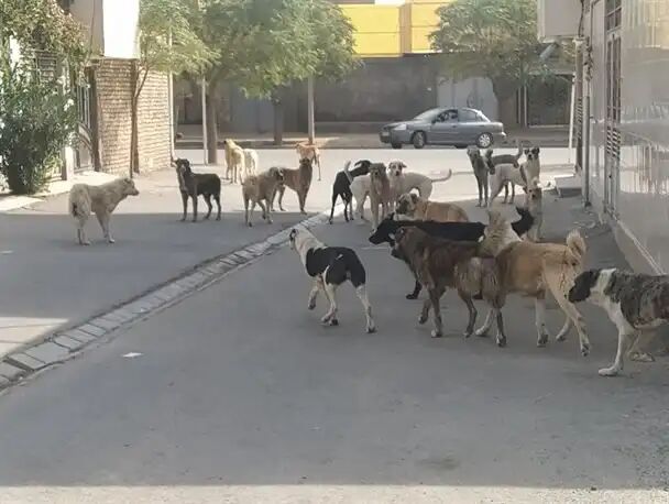 آغاز طرح ویژه جمع‌آوری «سگ‌های ولگرد» در کرمانشاه