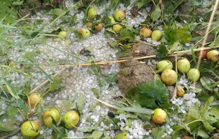 سیل و تگرگ بیش از یکهزار میلیارد ریال به کشاورزی شاهرود خسارت زد سیل و تگرگ بیش از یکهزار میلیارد ریال به کشاورزی شاهرود خسارت زد