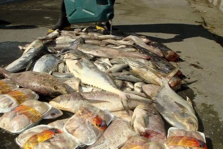 کشف ۴ تُن ماهی قاچاق در سیریک کشف ۴ تُن ماهی قاچاق در سیریک