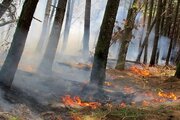 آخرین جزئیات از حریق در جنگل‌های زاگرس و لردگان/ آتش به جان ریه‌های ایران افتاد