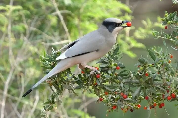 مشاهده پرندهای نادر برای نخستینبار در خراسانشمالی مشاهده پرندهای نادر برای نخستینبار در خراسانشمالی